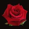 CA Rose Investigations, Private Investigator in The Woodlands Texas